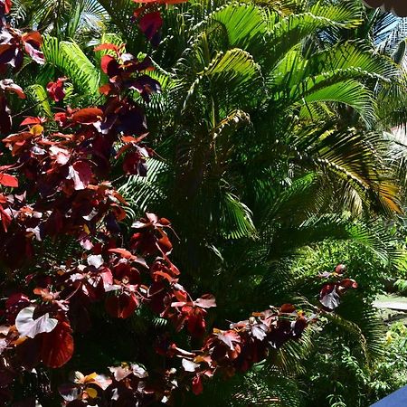 Jardin Sur Mer Terre-De-Haut Eksteriør bilde